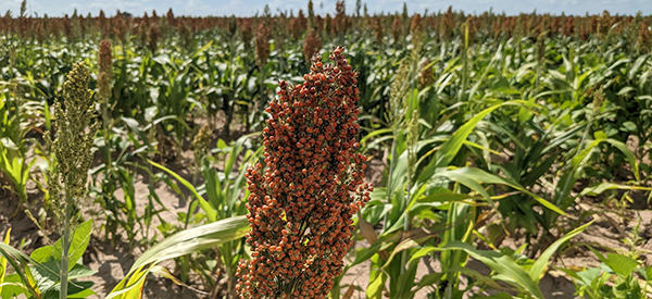 Agriculture and Food Sciences  